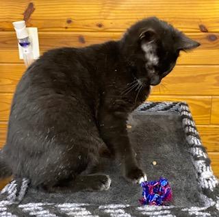Enlarge Gunner - energetic, playful, loveable and fun little boy!, a ADOPTABLE Domestic Short Hair in Southern Pines, NC image 3/6