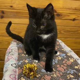 Gunner - energetic, playful, loveable and fun little boy!, ADOPTABLE, Kitten Male Domestic Short Hair.