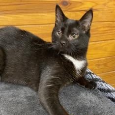 Enlarge Gunner - energetic, playful, loveable and fun little boy!, a ADOPTABLE Domestic Short Hair in Southern Pines, NC image 2/6