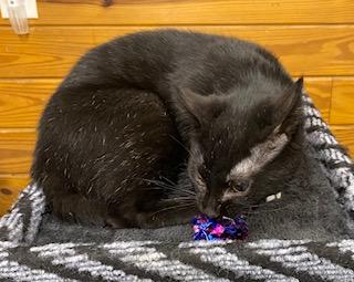 Enlarge Gunner - energetic, playful, loveable and fun little boy!, a ADOPTABLE Domestic Short Hair in Southern Pines, NC image 6/6