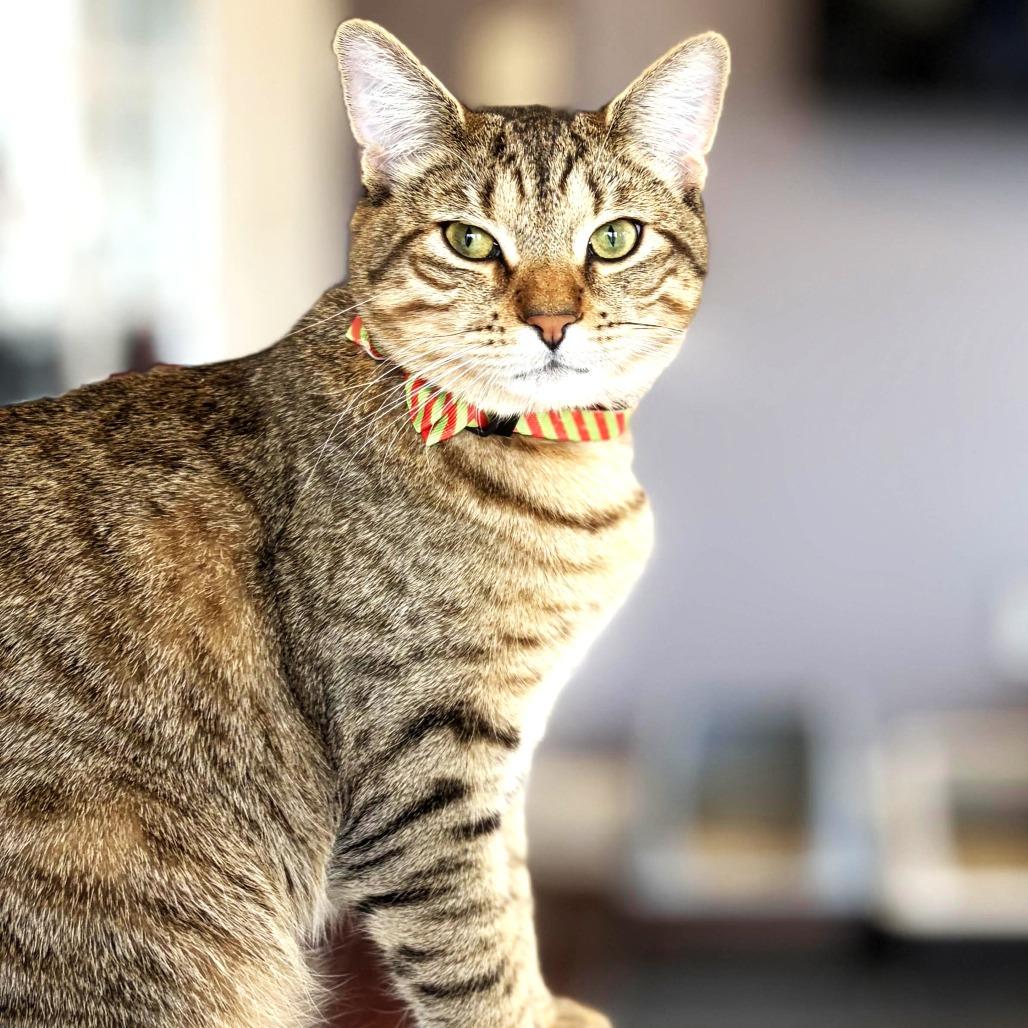 Rockstar Ringo, Adoptable, Young Male Domestic Short Hair.