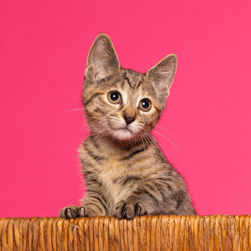 Enlarge Rockstar Ringo, a Adoptable Domestic Short Hair in Chantilly, VA image 2/5