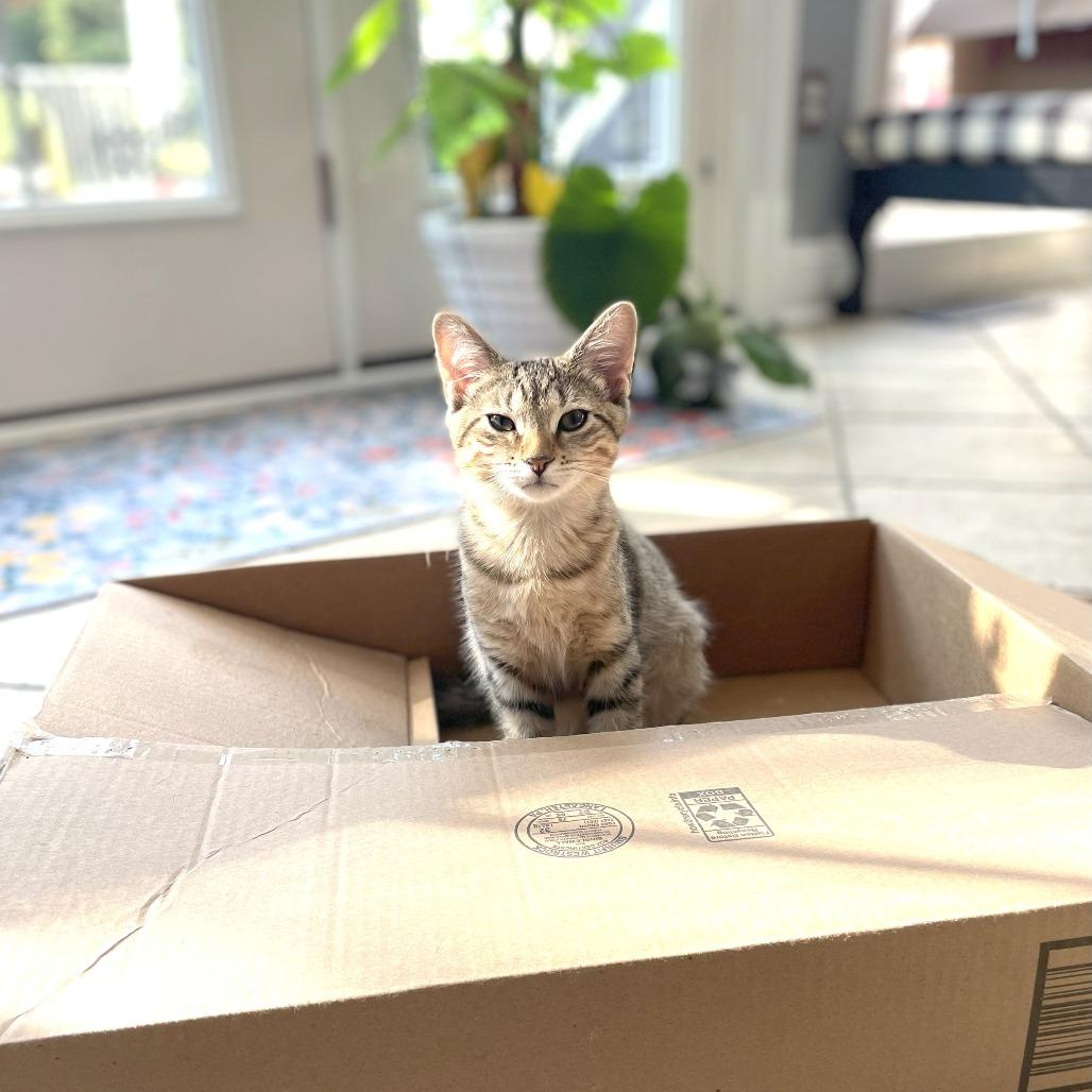 Enlarge Rockstar Ringo, a Adoptable Domestic Short Hair in Chantilly, VA image 3/5