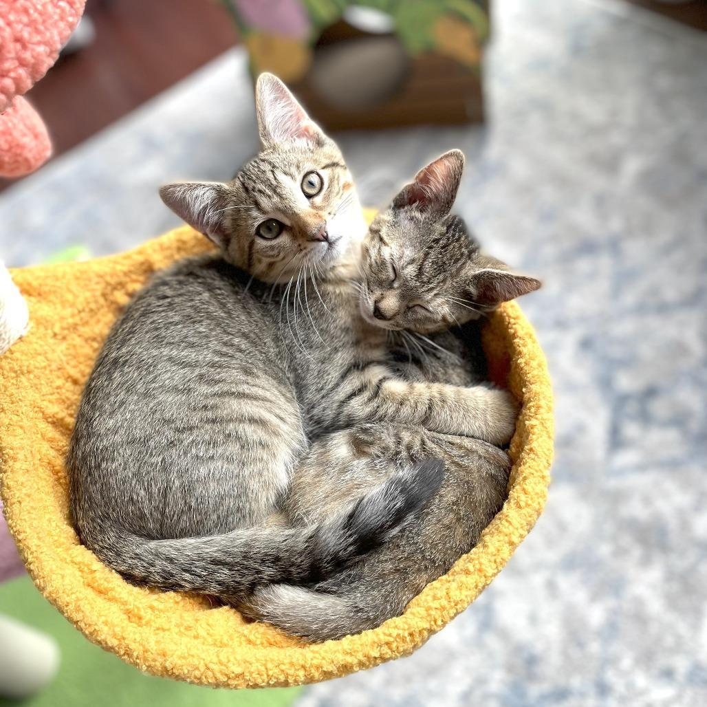 Enlarge Rockstar Ringo, a Adoptable Domestic Short Hair in Chantilly, VA image 4/5