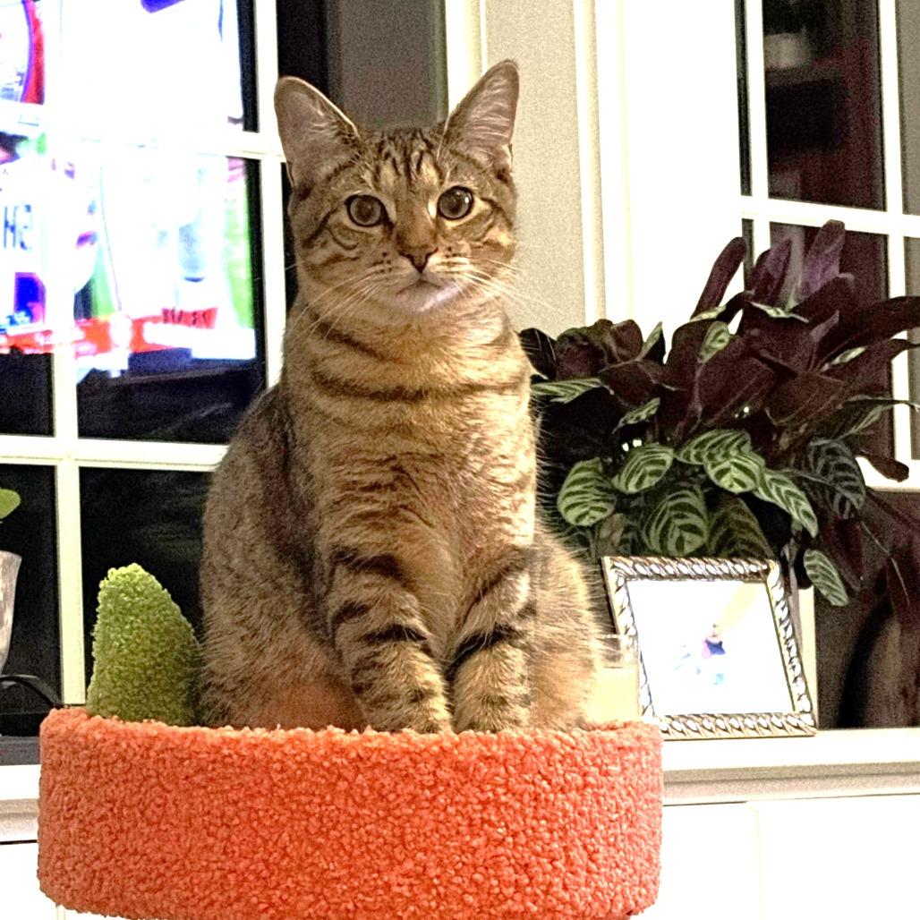 Enlarge Rockstar Ringo, a Adoptable Domestic Short Hair in Chantilly, VA image 5/5