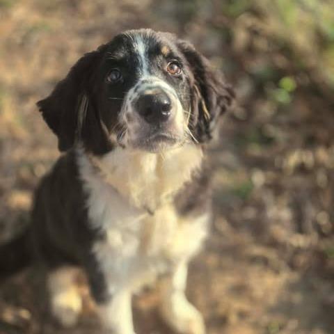 Max, Adoptable, Puppy Male Aussiedoodle & Great Pyrenees.