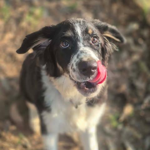 Enlarge Max, a Adoptable mixed breed in Dover, AR image 2/3