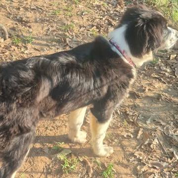 Enlarge Max, a Adoptable mixed breed in Dover, AR image 3/3