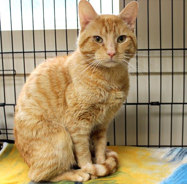 Rufus, ADOPTABLE, Adult Male Domestic Short Hair.
