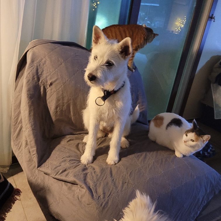 ***BYEOL-I, a Adopted mixed breed in Springfield, VA image 4/6