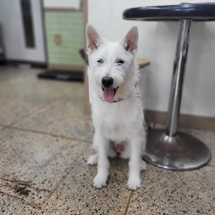 ***BYEOL-I, a Adopted mixed breed in Springfield, VA image 3/6