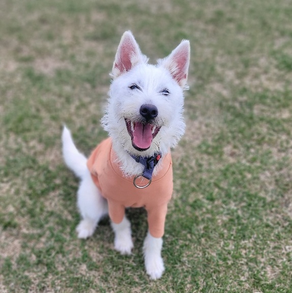 ***BYEOL-I, a Adopted mixed breed in Springfield, VA image 2/6