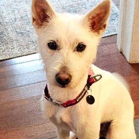 ***BYEOL-I, a Adopted mixed breed in Springfield, VA image 1/6