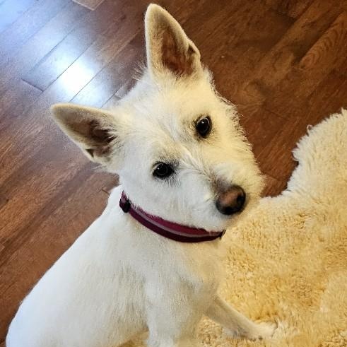 ***BYEOL-I, a Adopted mixed breed in Springfield, VA image 6/6