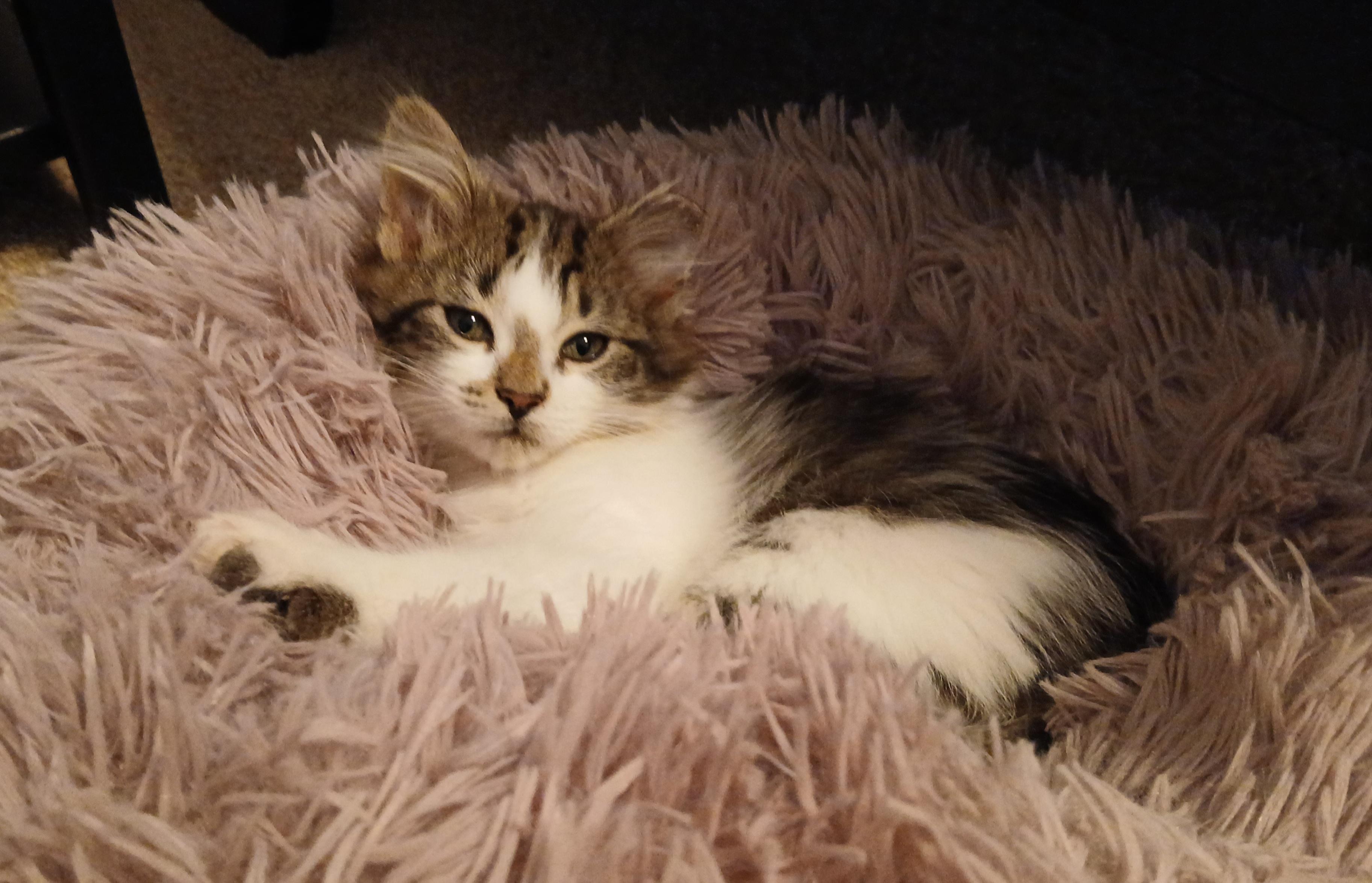 Enlarge Finnegan, a Adoptable Domestic Short Hair in Duluth, GA image 1/4