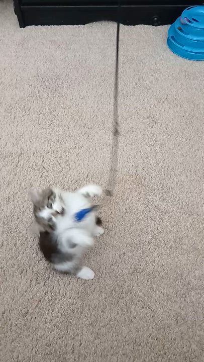 Enlarge Finnegan, a Adoptable Domestic Short Hair in Duluth, GA video 4/4