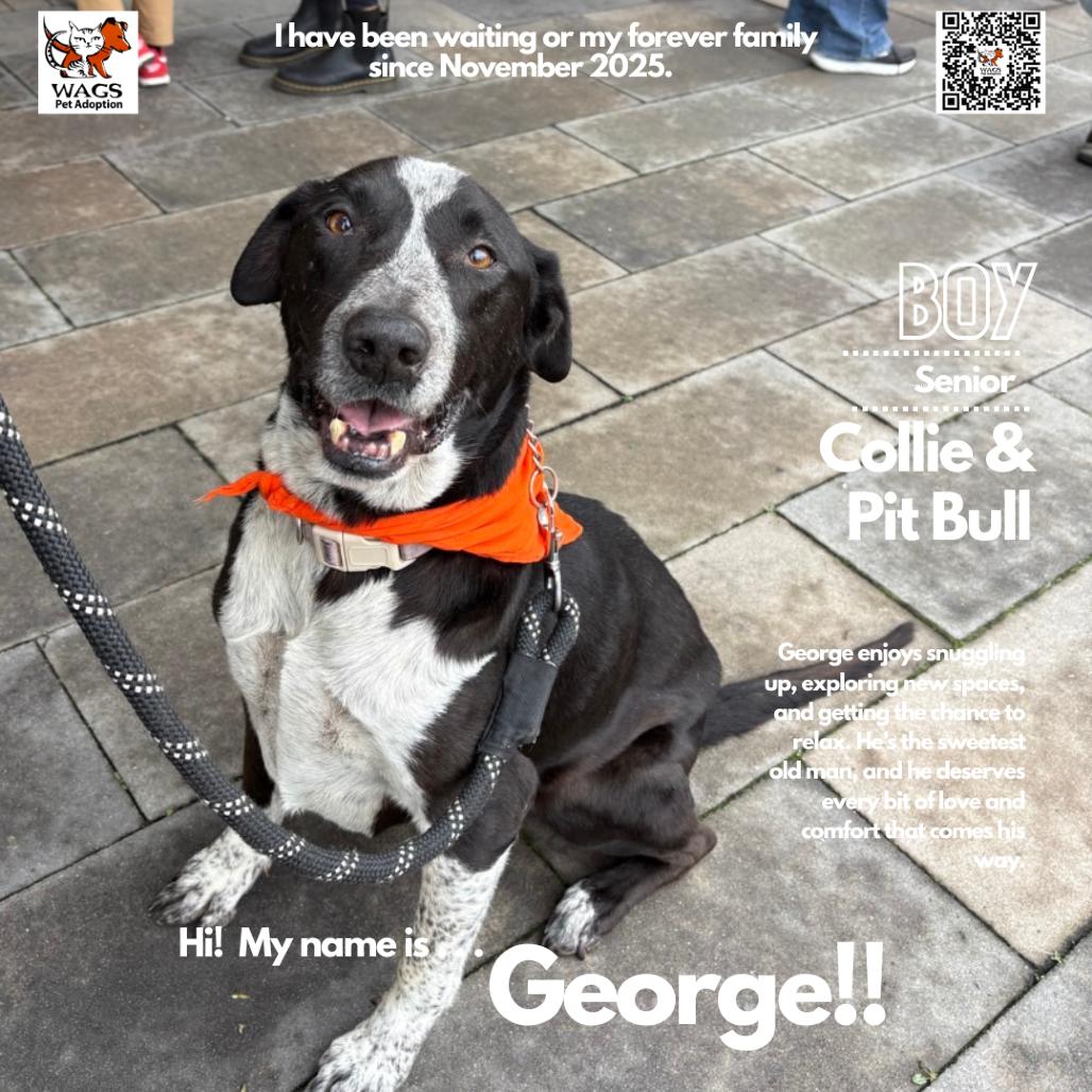Enlarge George, a Adoptable mixed breed in Westminster, CA image 1/1