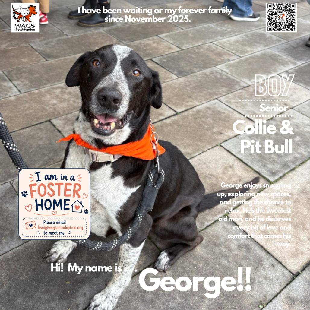 Enlarge George-V, a Adoptable mixed breed in Westminster, CA image 1/1