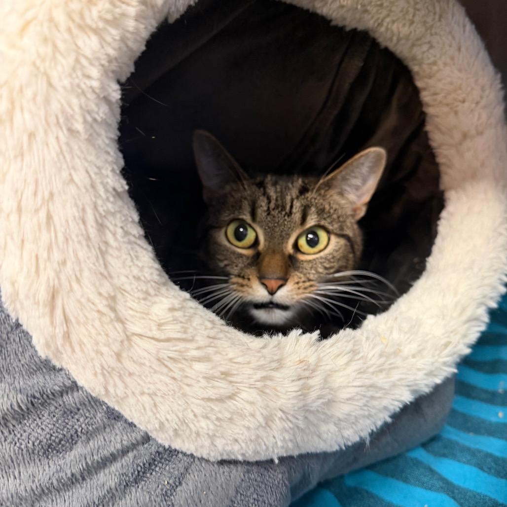 Enlarge Scout, a Adoptable Domestic Short Hair in Conshohocken, PA image 1/3
