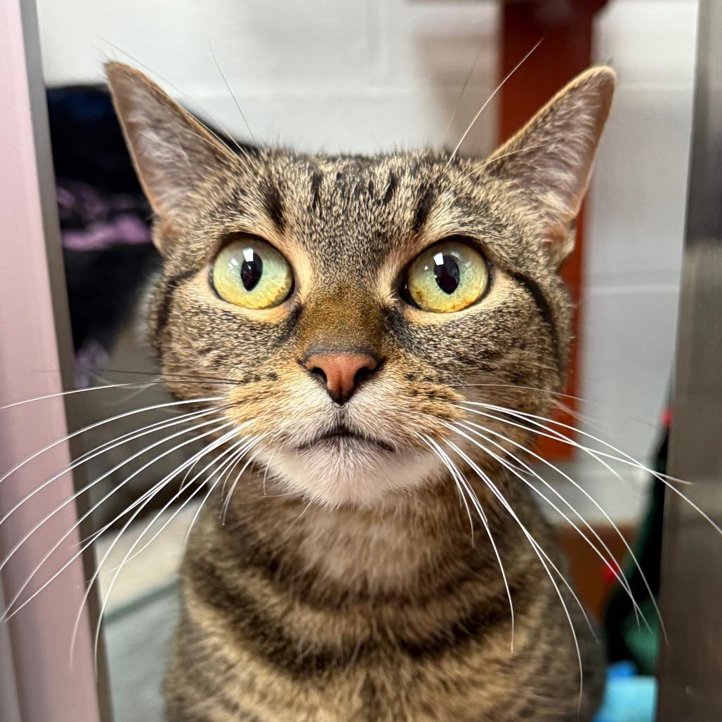 Scout, a Adoptable Domestic Short Hair in Conshohocken, PA image 2/6