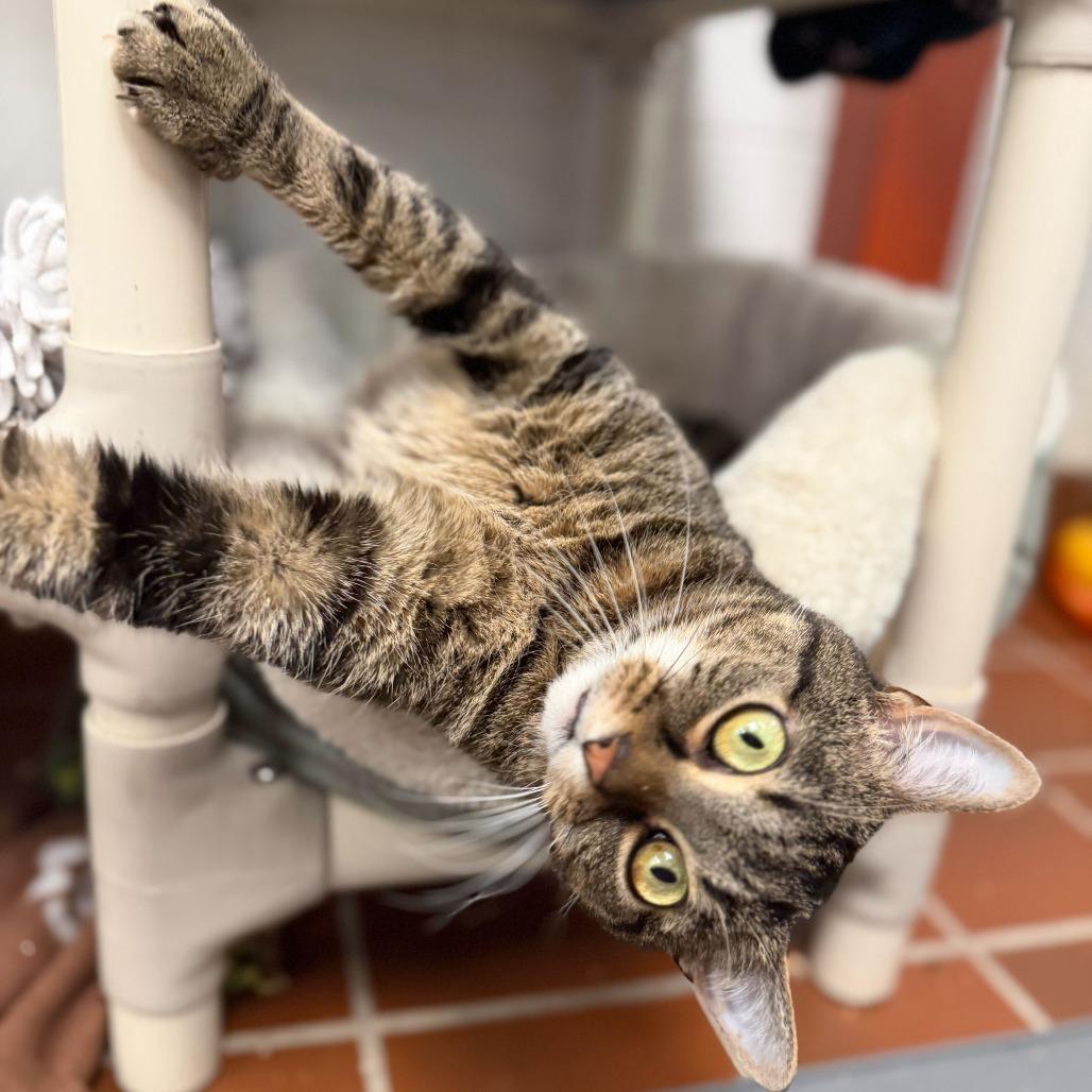 Scout, a Adoptable Domestic Short Hair in Conshohocken, PA image 3/6