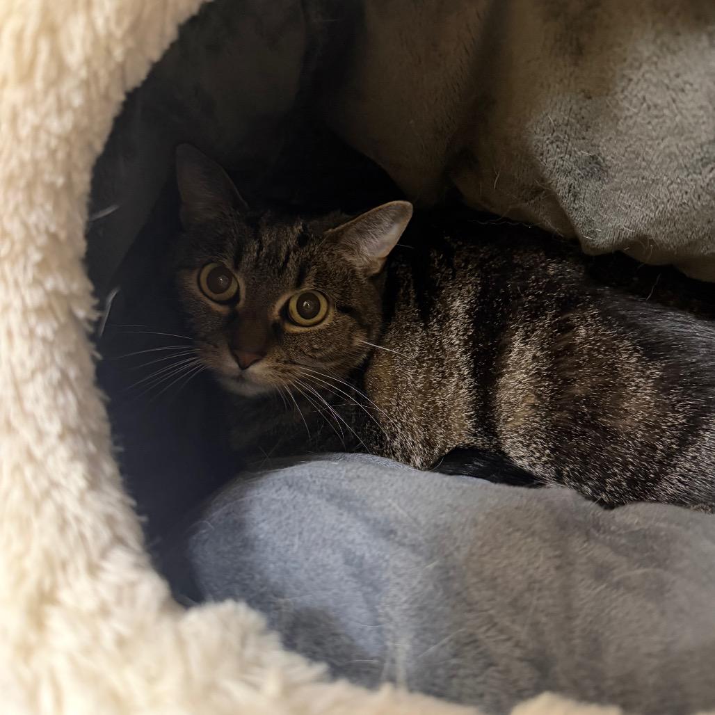 Scout, Adoptable, Senior Female Domestic Short Hair.