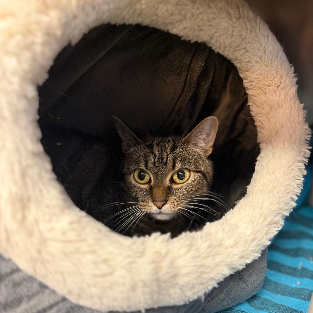 Enlarge Scout, a Adoptable Domestic Short Hair in Conshohocken, PA image 3/3