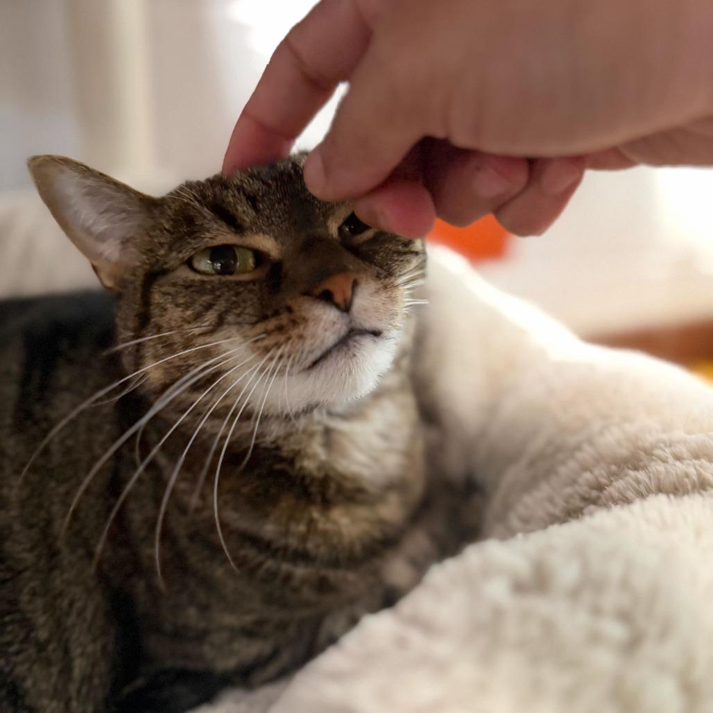 Scout, a Adoptable Domestic Short Hair in Conshohocken, PA image 6/6