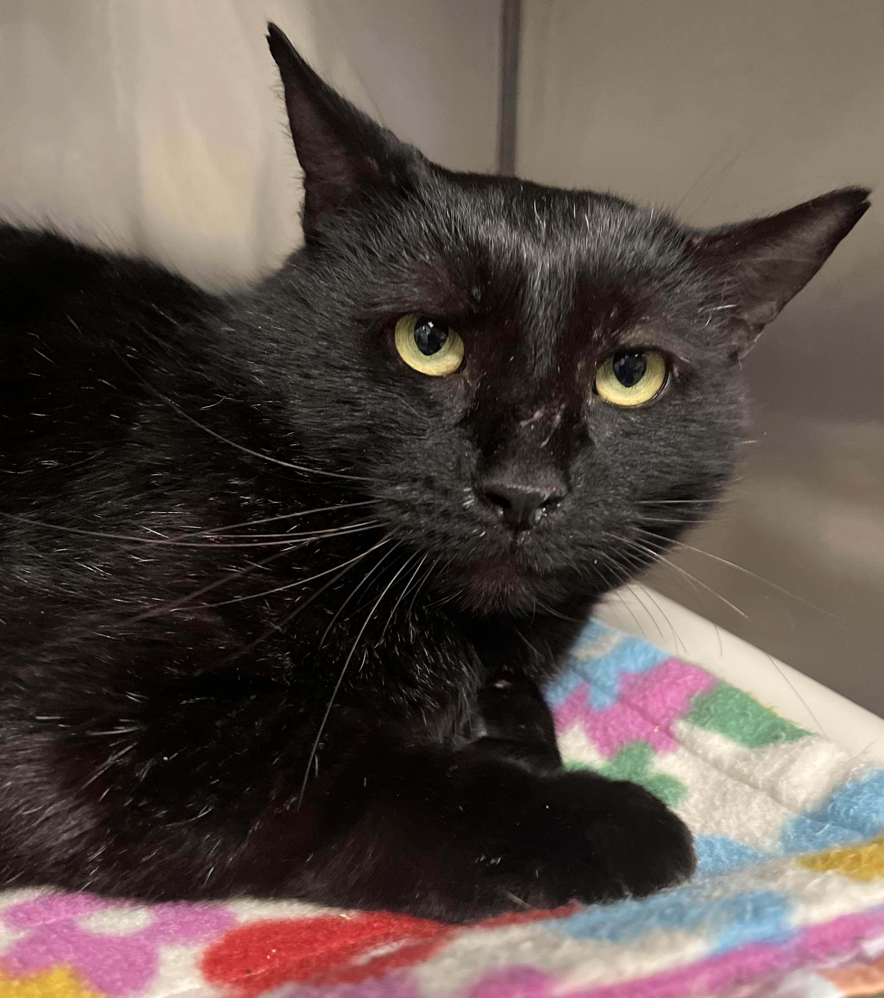 Archie, a ADOPTABLE Domestic Short Hair in Johnston, RI image 3/6