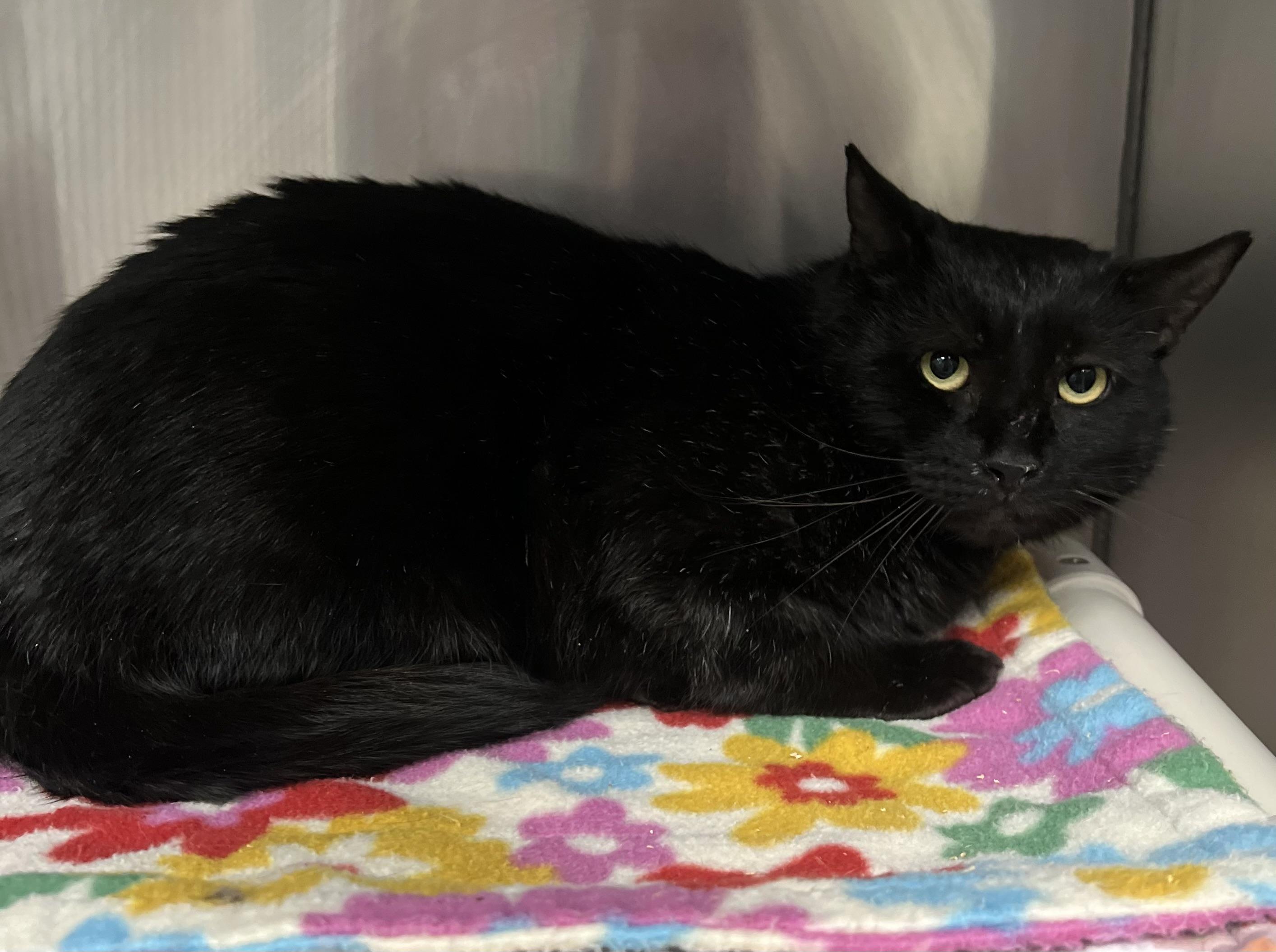 Archie, a ADOPTABLE Domestic Short Hair in Johnston, RI image 2/6