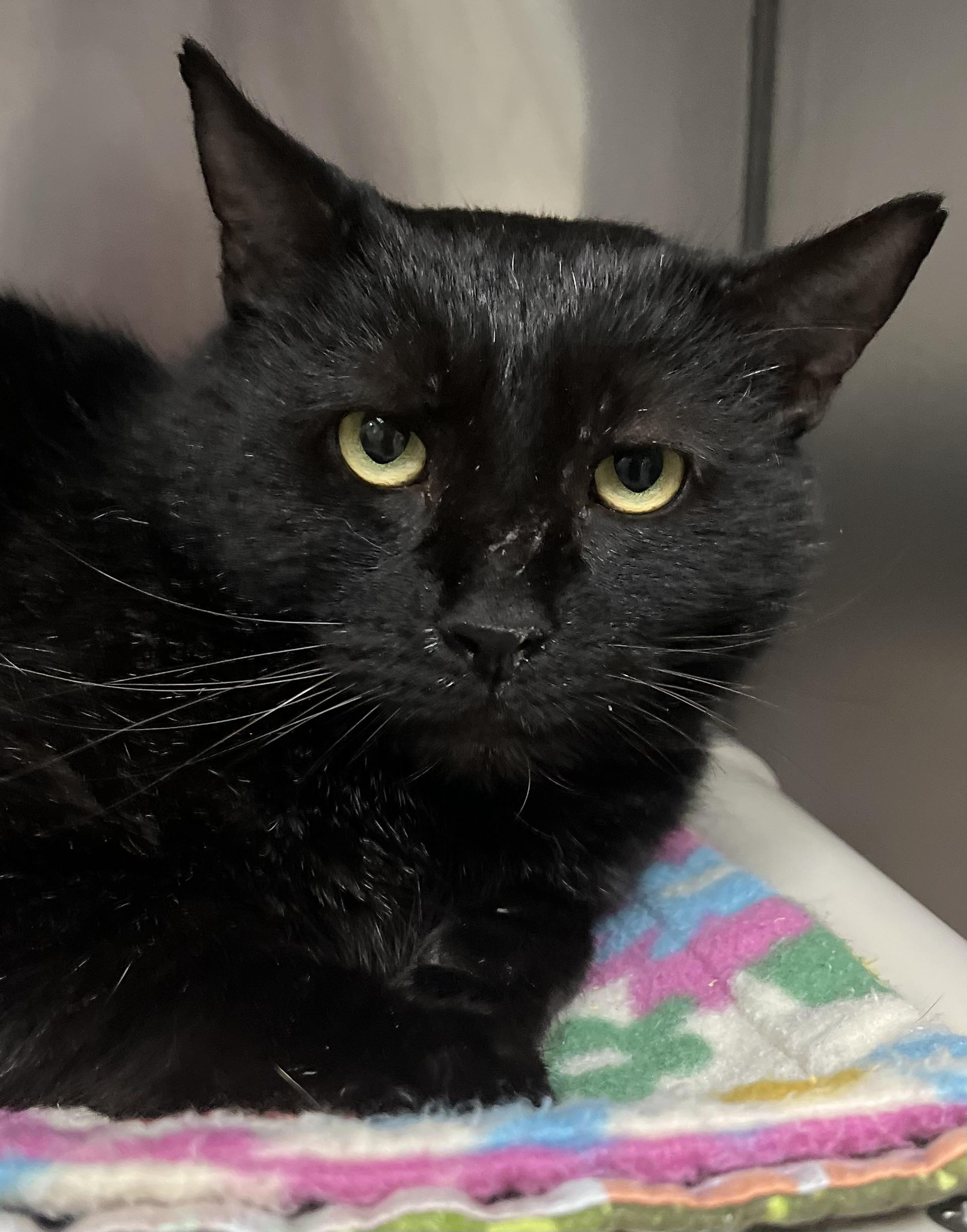 Archie, a ADOPTABLE Domestic Short Hair in Johnston, RI image 1/6