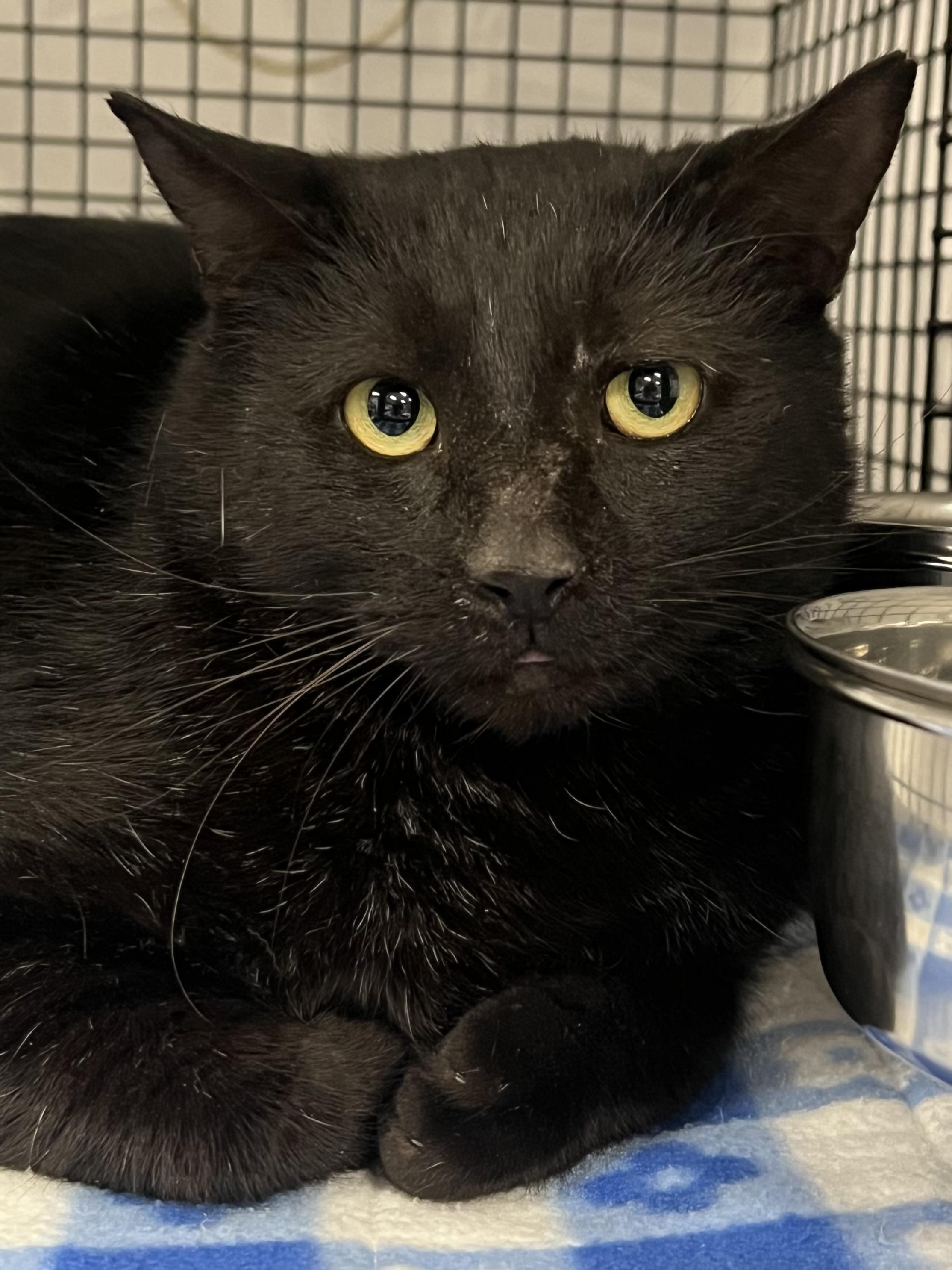 Archie, a ADOPTABLE Domestic Short Hair in Johnston, RI image 6/6