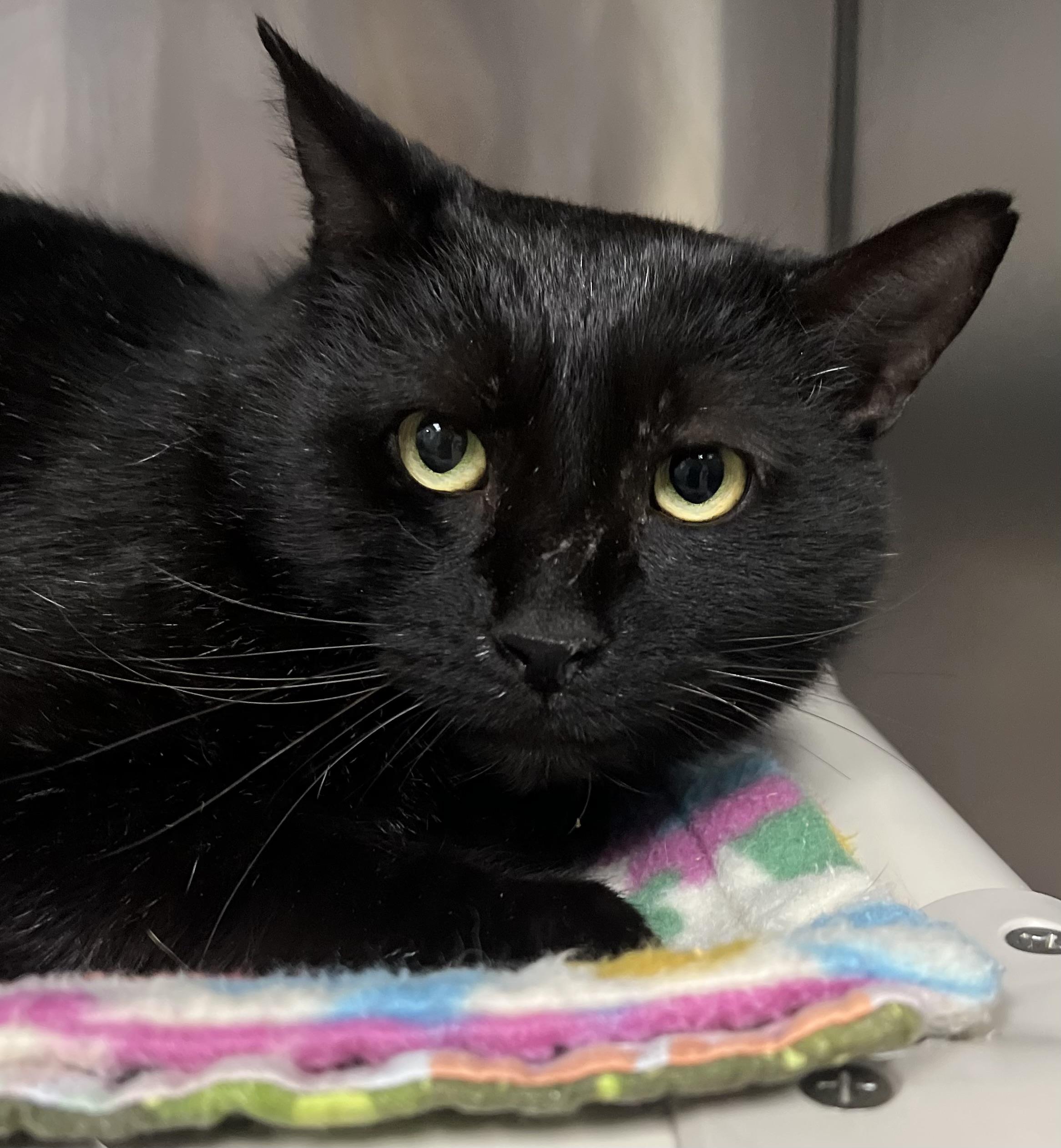 Archie, a ADOPTABLE Domestic Short Hair in Johnston, RI image 4/6