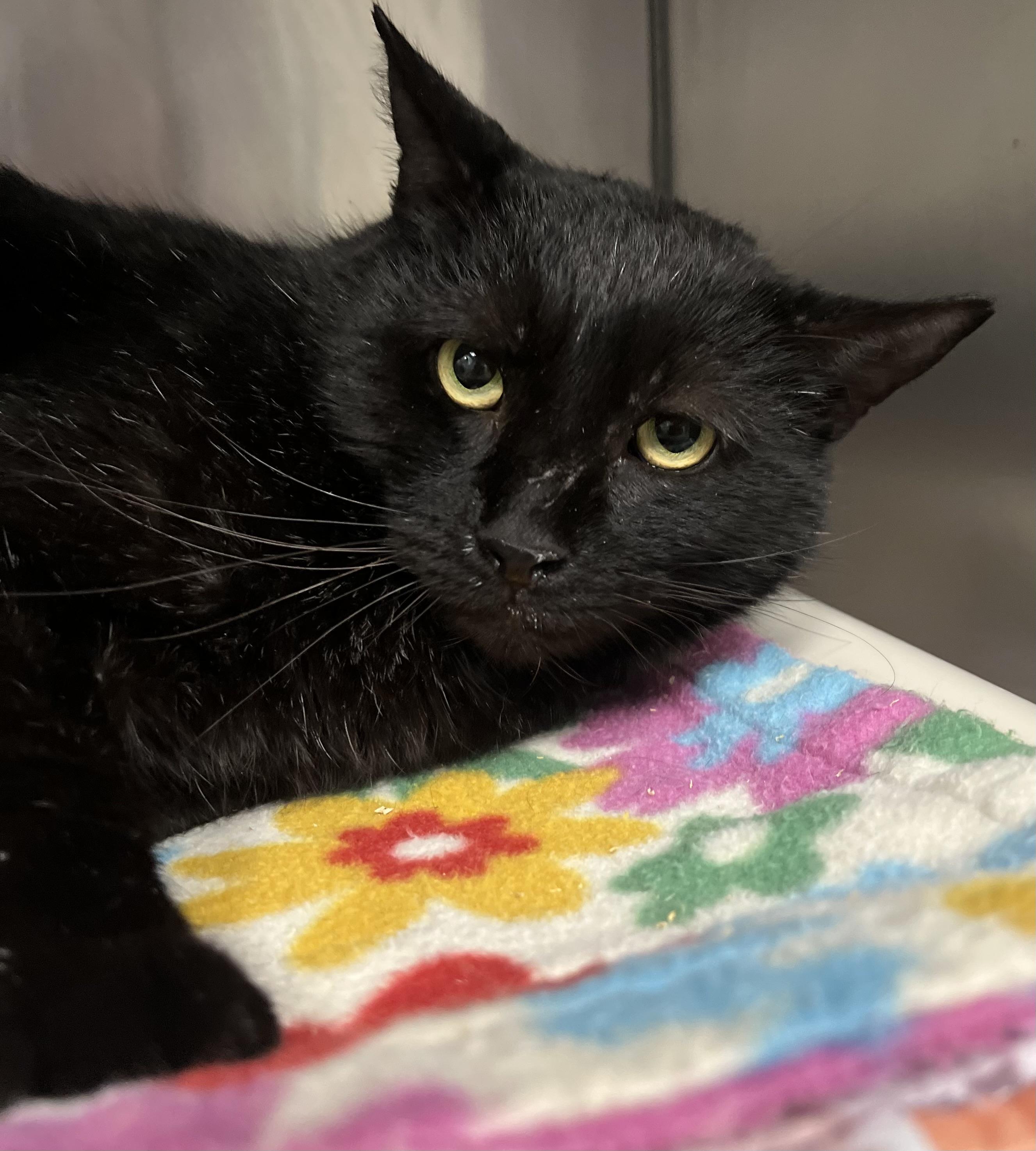 Archie, a ADOPTABLE Domestic Short Hair in Johnston, RI image 5/6