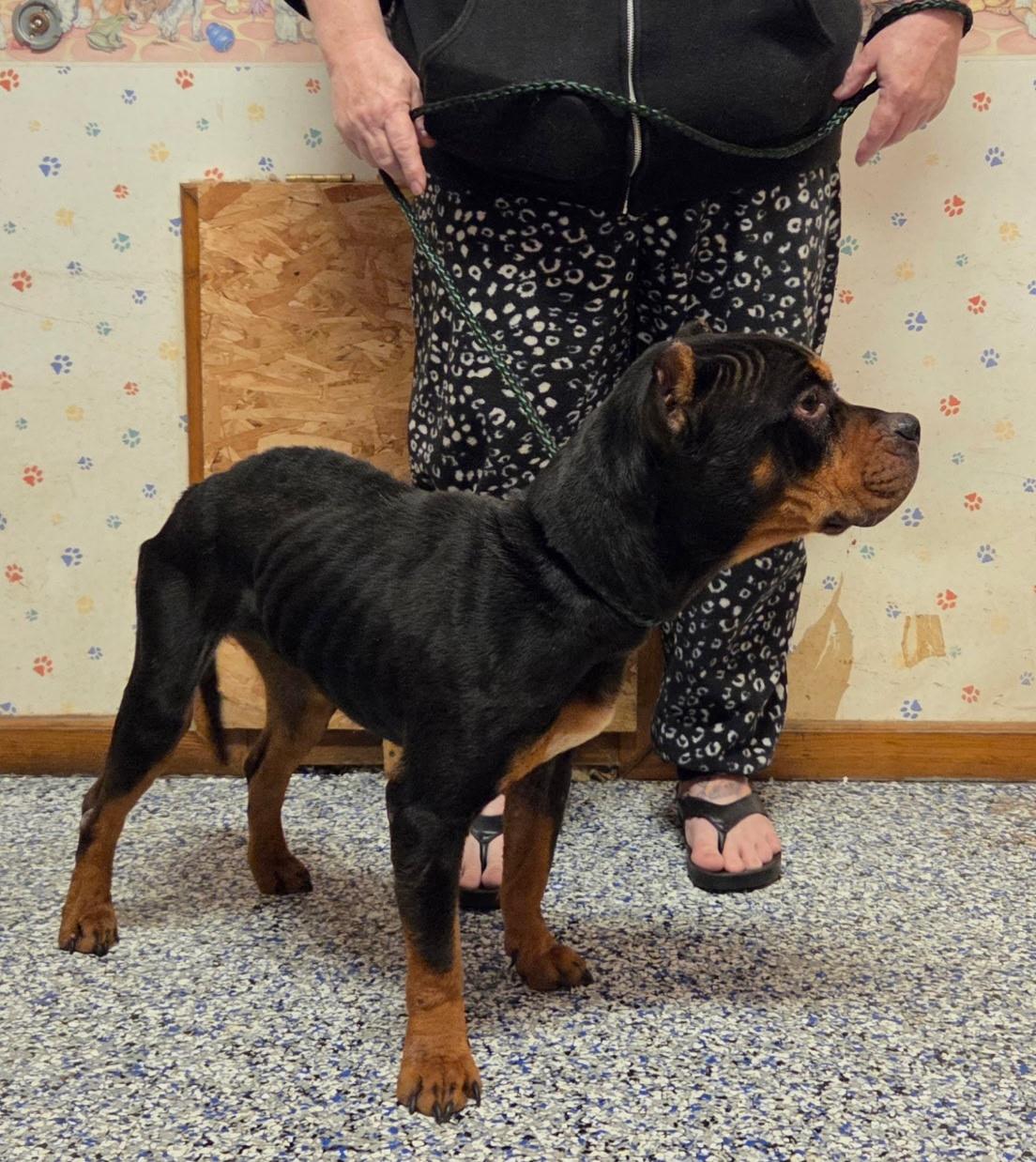 Daisy, ADOPTABLE, Adult Female Pit Bull Terrier.