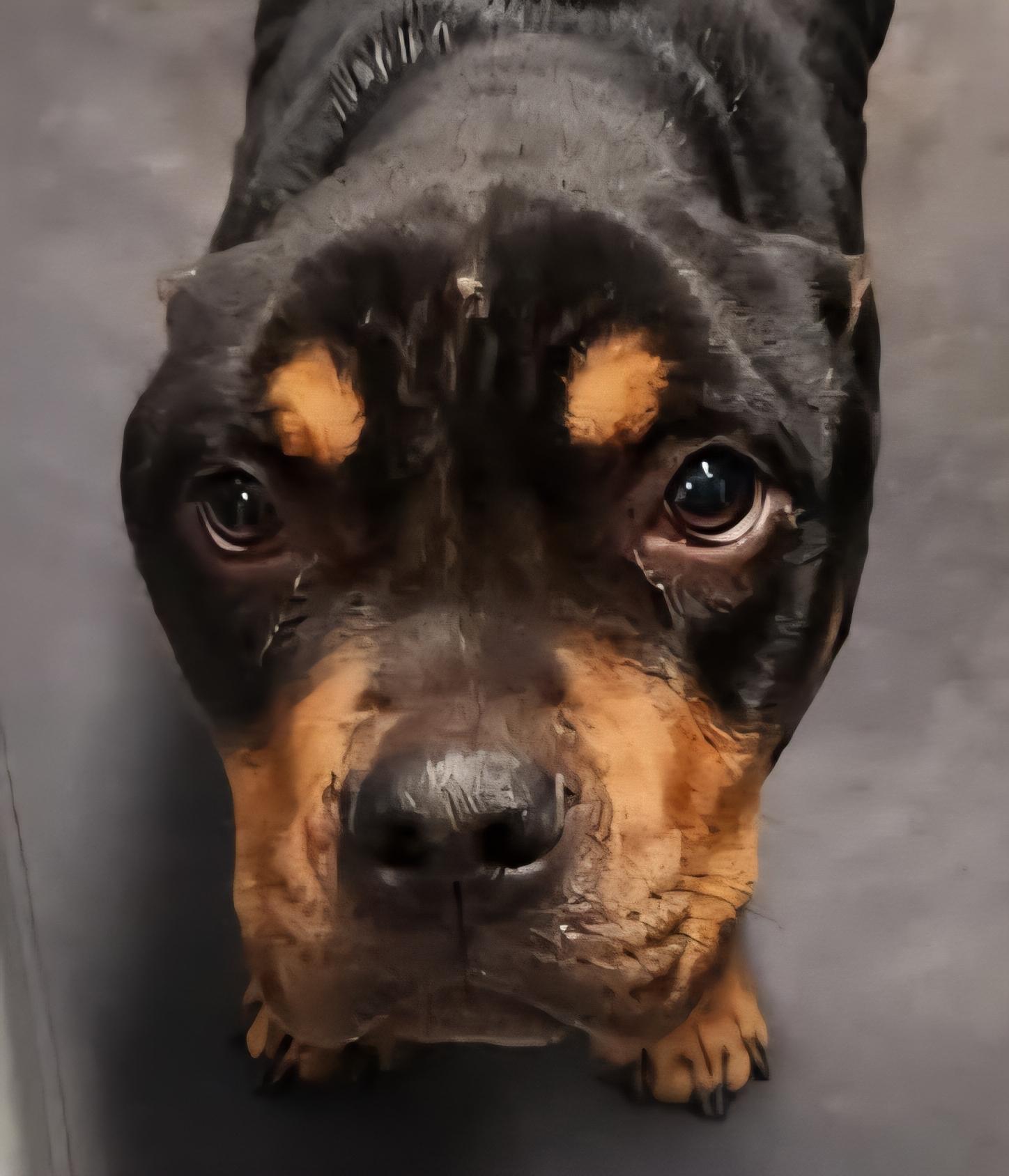 Daisy, ADOPTABLE, Adult Female Pit Bull Terrier.