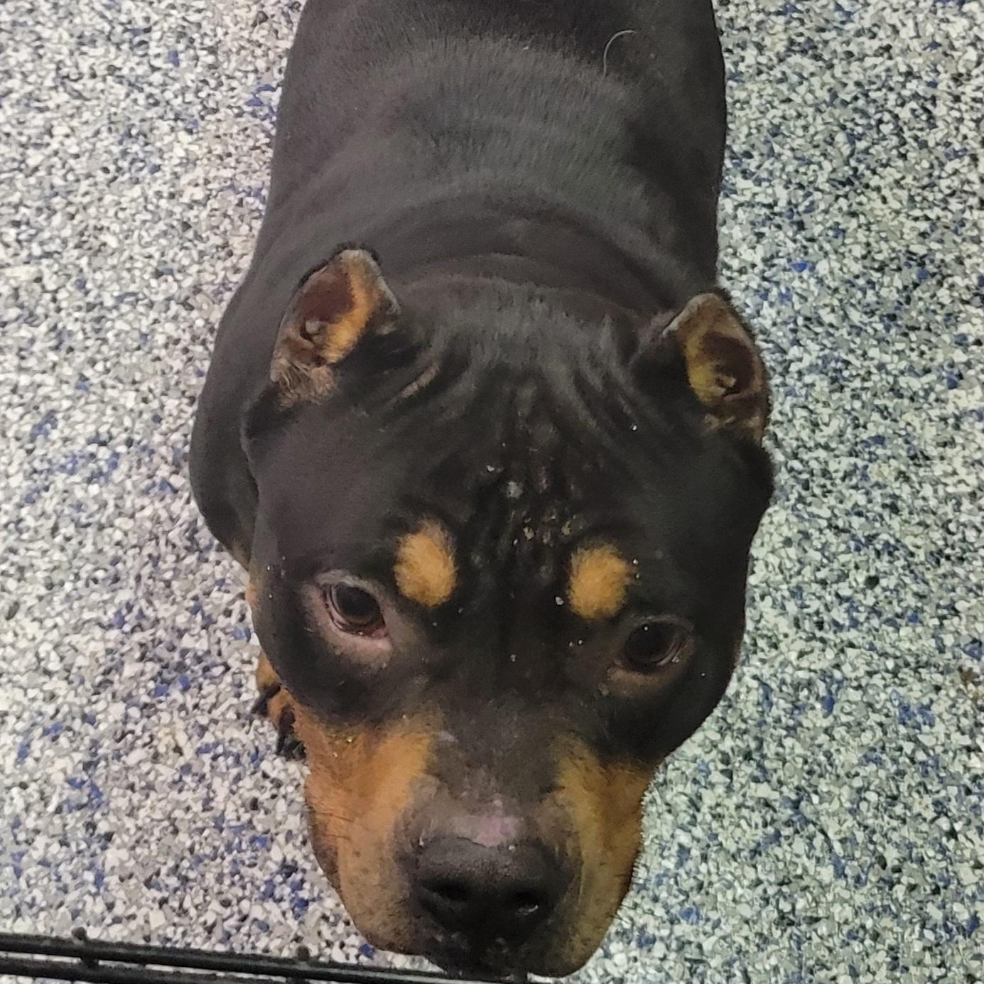 Daisy, ADOPTABLE, Adult Female Pit Bull Terrier.