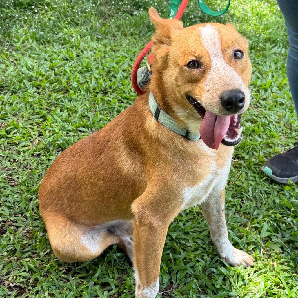 Enlarge Bingo, a Adoptable Cattle Dog in Volcano, HI image 1/6