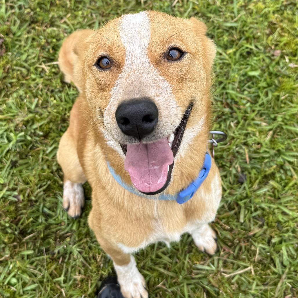 Enlarge Bingo, a Adoptable Cattle Dog in Volcano, HI image 2/6