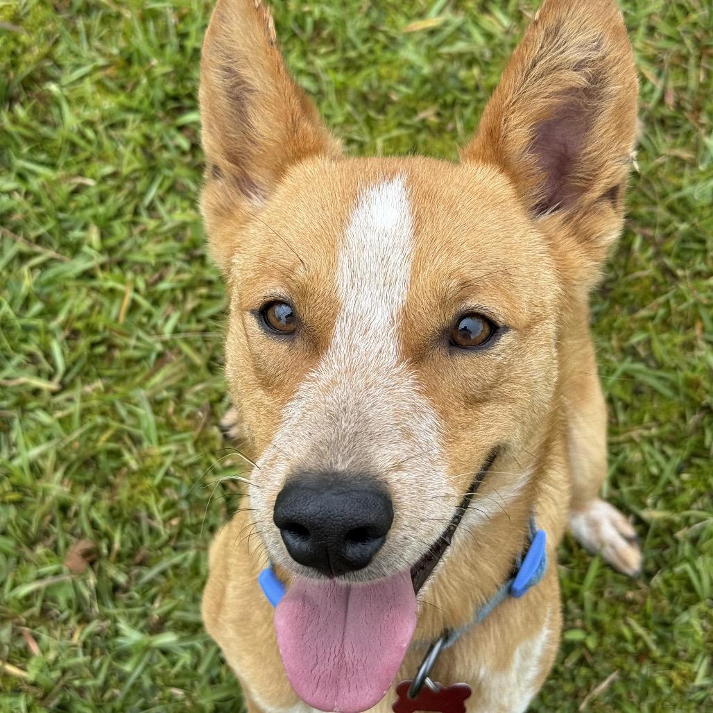 Enlarge Bingo, a Adoptable Cattle Dog in Volcano, HI image 3/6