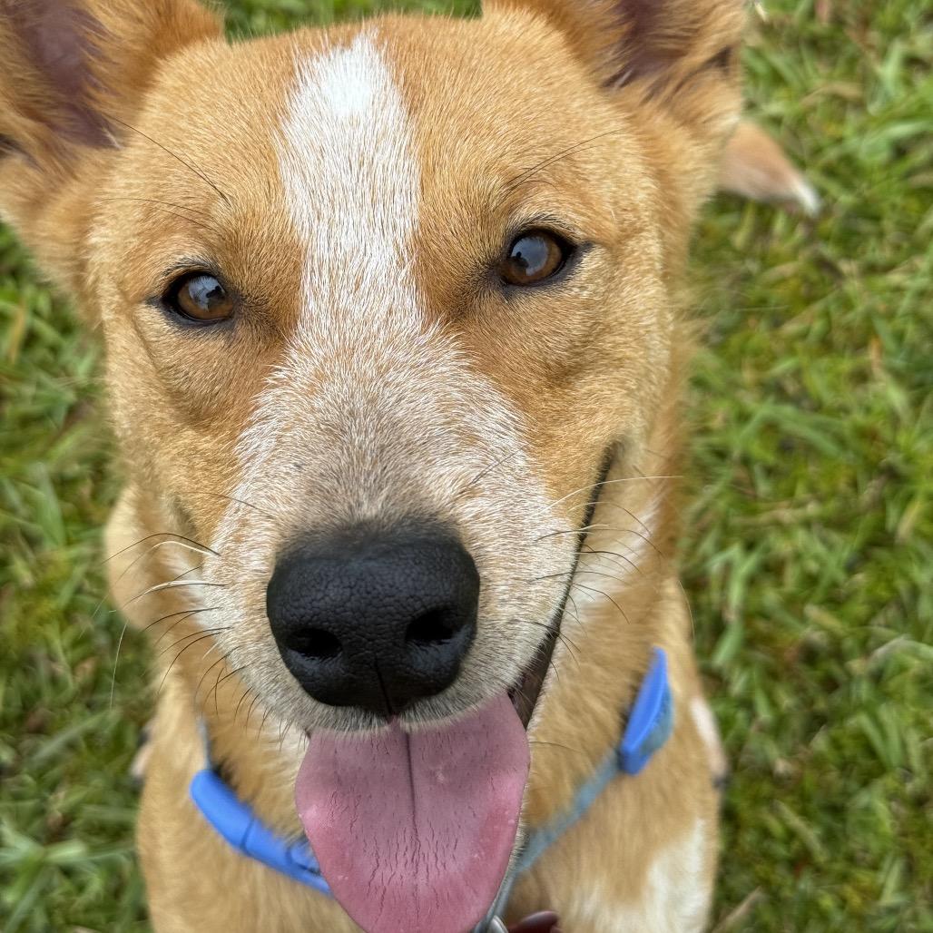 Enlarge Bingo, a Adoptable Cattle Dog in Volcano, HI image 4/6