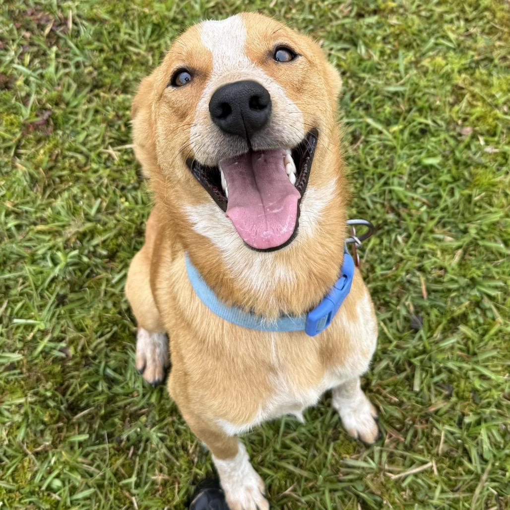 Enlarge Bingo, a Adoptable Cattle Dog in Volcano, HI image 5/6