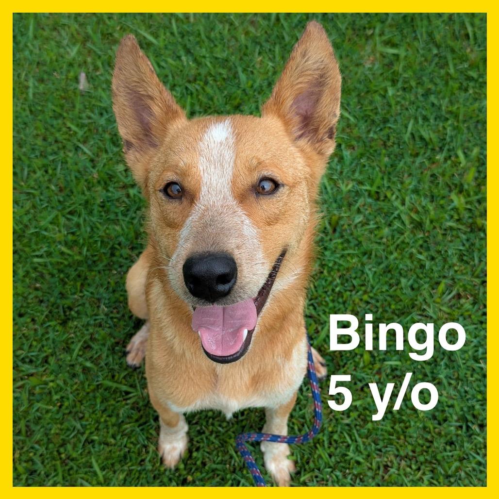 Enlarge Bingo, a Adoptable Cattle Dog in Volcano, HI image 6/6