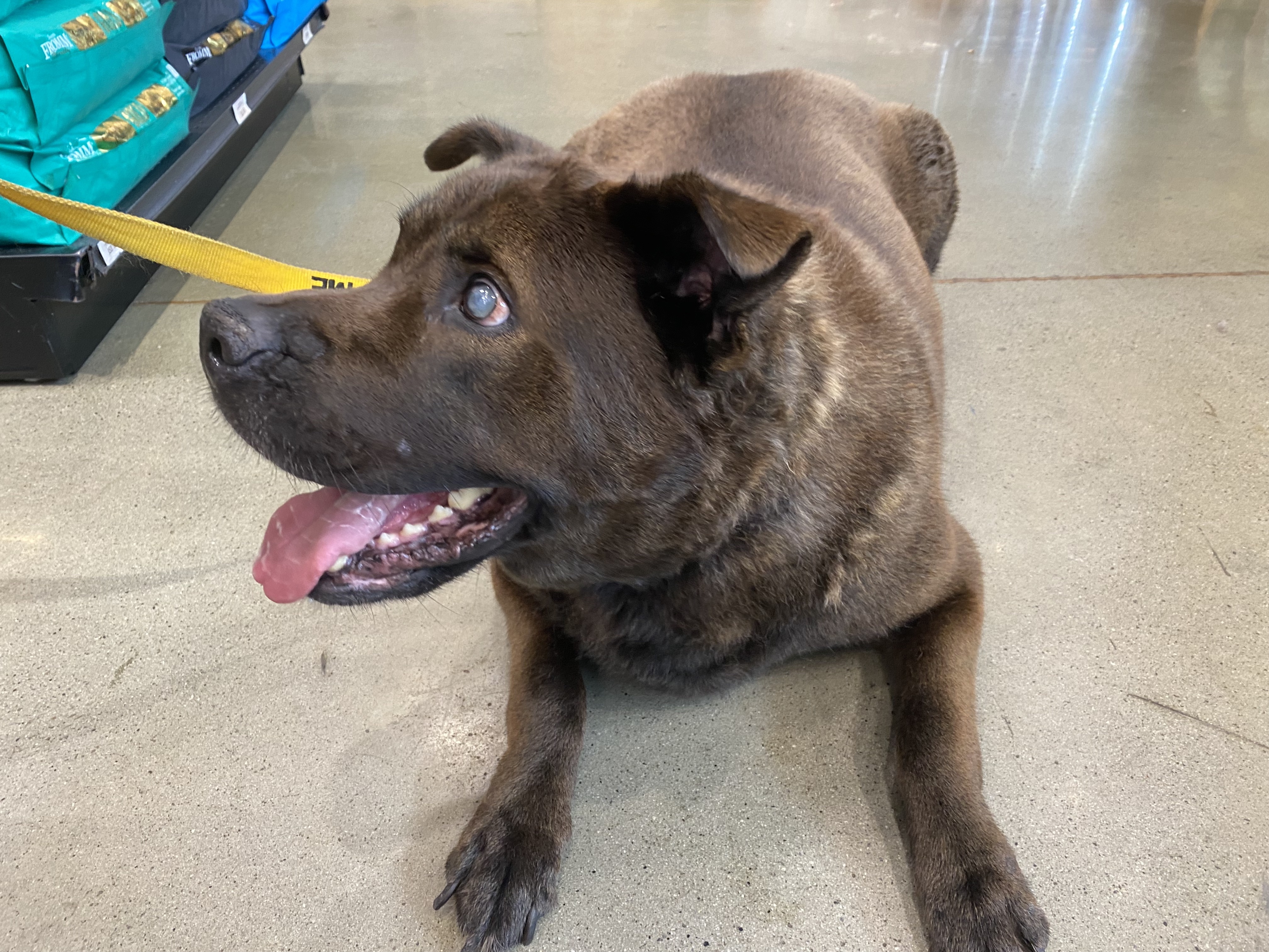 Enlarge Cairo, a Adopted mixed breed in Charlotte, NC image 3/3