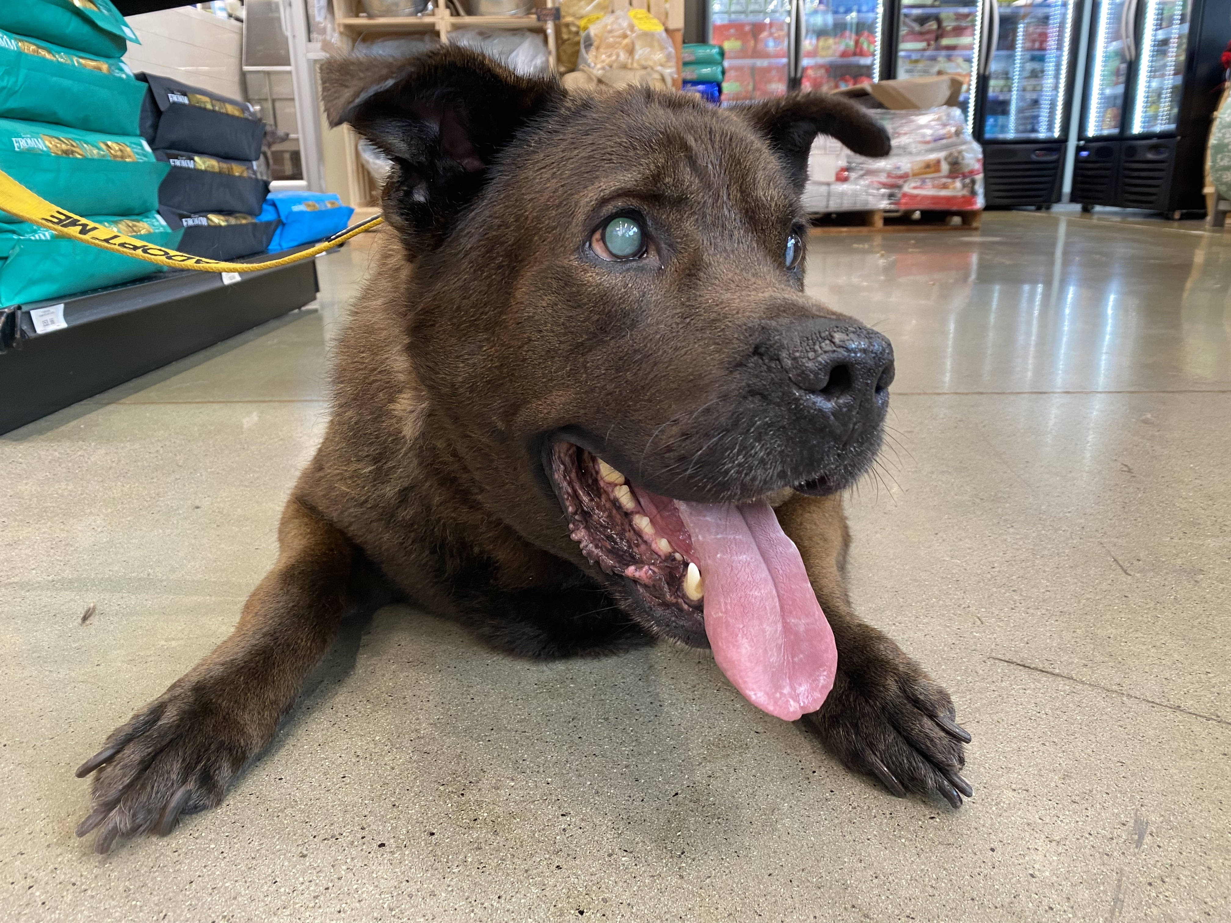 Enlarge Cairo, a Adopted mixed breed in Charlotte, NC image 2/3