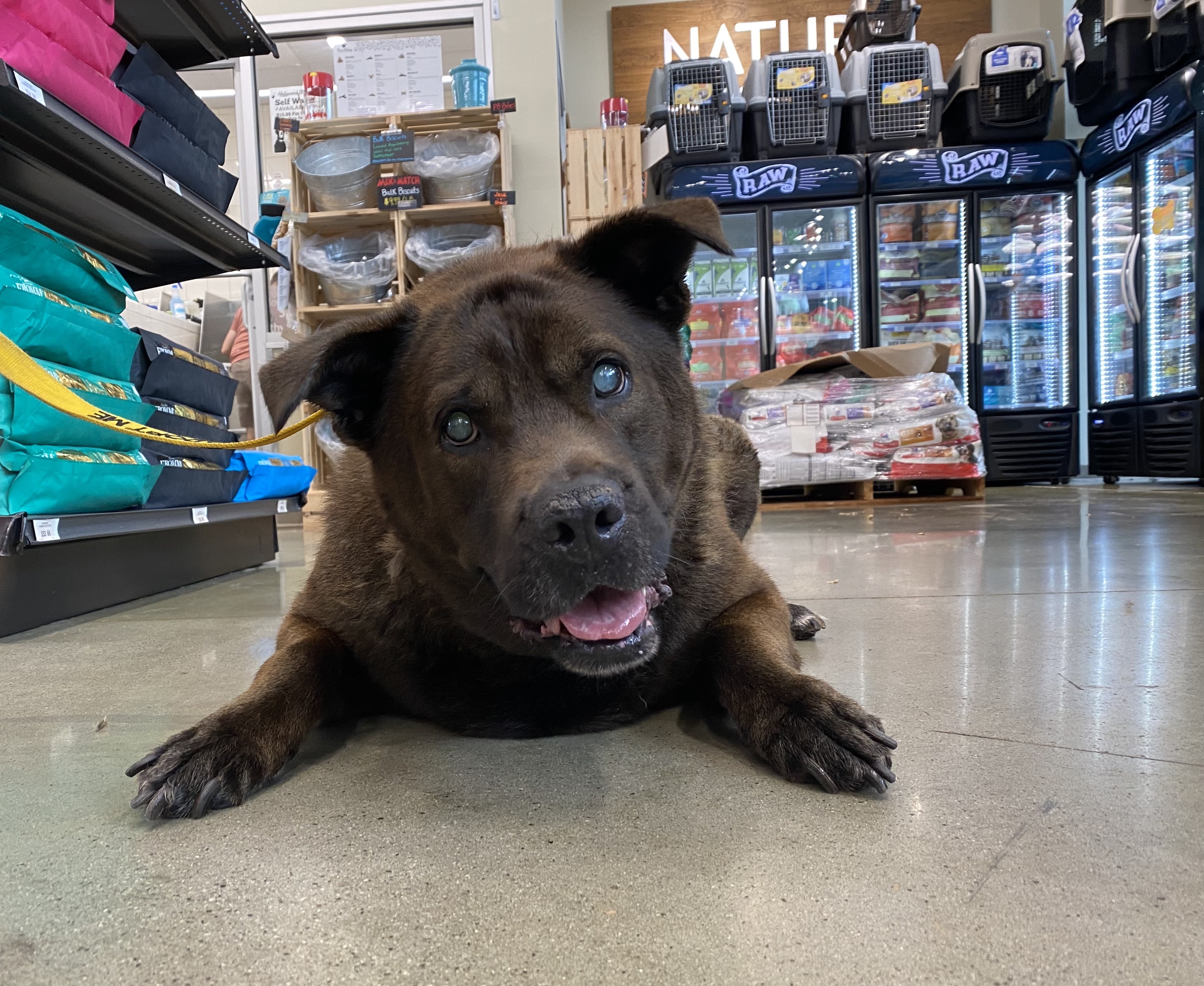 Enlarge Cairo, a Adopted mixed breed in Charlotte, NC image 1/3