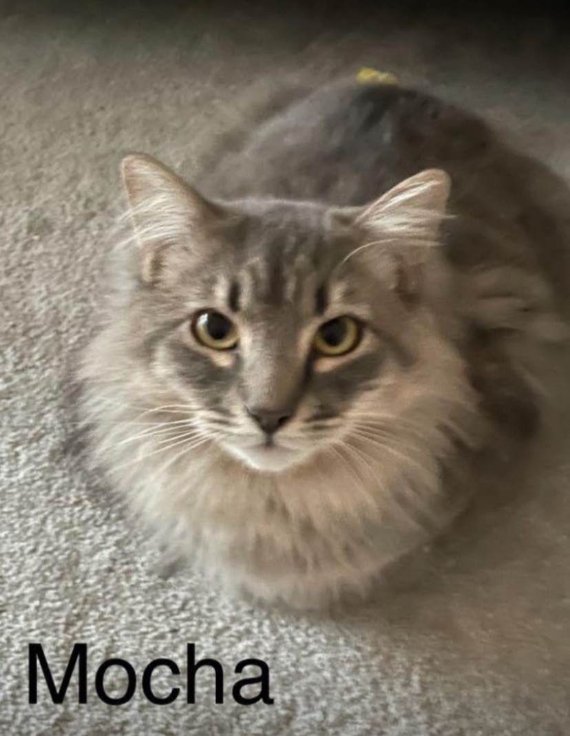 Mocha, Adopted, Adult Male Domestic Long Hair.