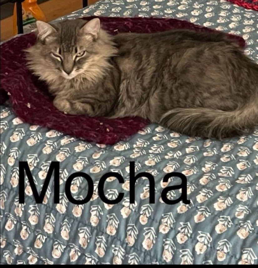 Enlarge Mocha, a Adopted Domestic Long Hair in Woodbridge, VA image 2/3
