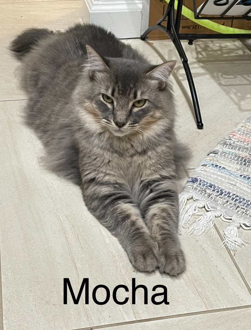 Enlarge Mocha, a Adopted Domestic Long Hair in Woodbridge, VA image 3/3