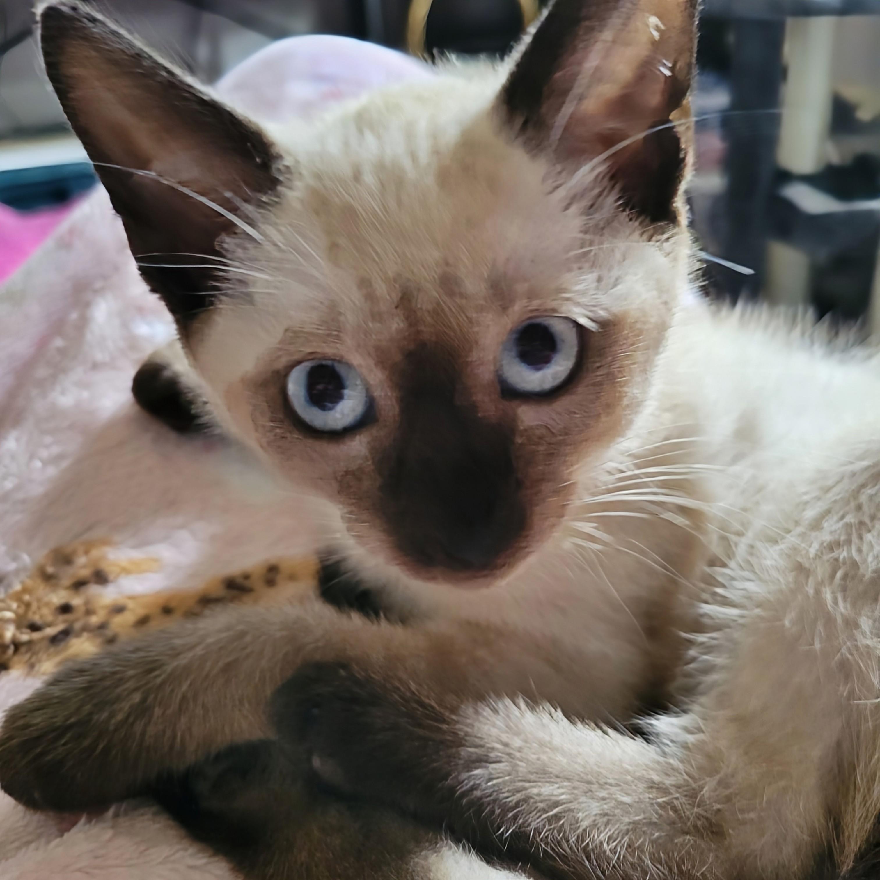Cashmere BONDED WITH TINDER, a Adopted Siamese in Port Orange, FL image 1/3